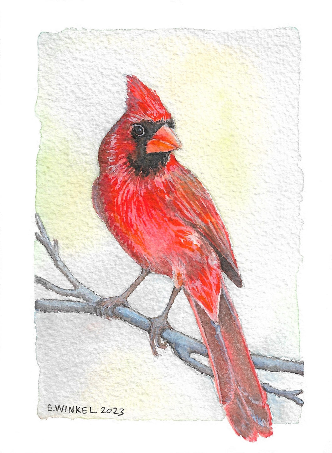Cardinal- Fine Art Print 5x7
