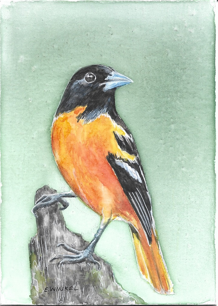 5x7in Watercolor Original- Baltimore Oriole