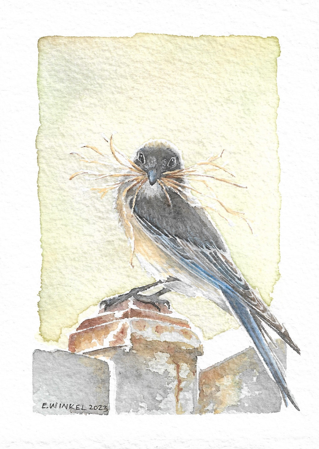 Eastern Bluebird- Original Artwork 5x7
