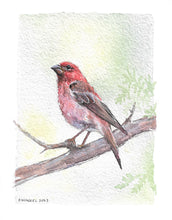 Load image into Gallery viewer, Purple Finch- Original Artwork 5x7
